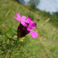 Œillet des chartreux