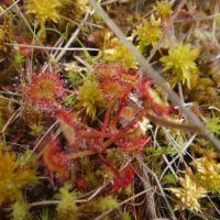 Drosera à feuilles rondes