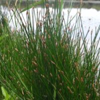 Scirpe des marais