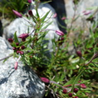 Épilobe des moraines, Épilobe de Flescher