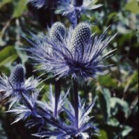 Panicaut des Alpes, Chardon bleu des Alpes