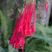 Fuchsia à fleurs en corymbe