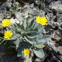 Épervière laineuse, Épervière tomenteuse