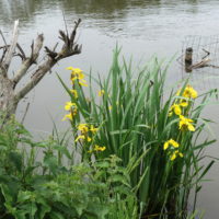 Iris pseudacorus, Iris faux-acore, Flambe d’eau