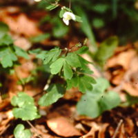 Isopyre faux Pygamon