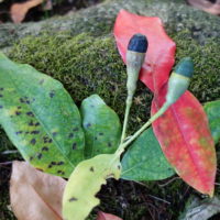 Laurier fétide, Laurier de Madère, « Arbre fontaine », « Garoé »