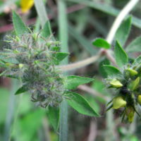 Lotier des marais, Lotier des fanges, « Or jaune de la Dombes »