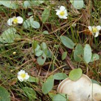 Fluteau nageant ,Alisma nageante