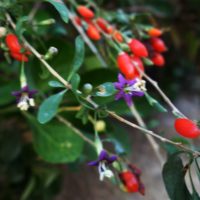 Lyciet commun, Lyciet de Barbarie