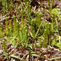 Lycopode inondé, Lycopode des tourbières