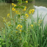 Lysimaque commune, Chasse-bosse