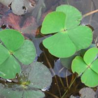 Marsilée à quatre feuilles