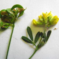 Luzerne à fruits en faux, Luzerne en faucille, Luzerne sauvage