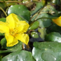 Limnanthème faux-nénuphar