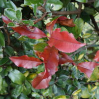 Photinia à feuilles dentées