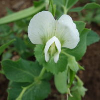 Pois cultivé, Pois des jardins