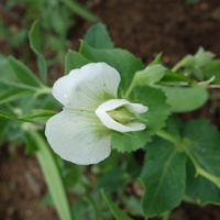 Pois cultivé, Pois des jardins