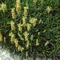 Plantain à feuilles en alène