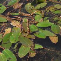 Potamot nageant, « Herbe à la perchaude », Langue de chien