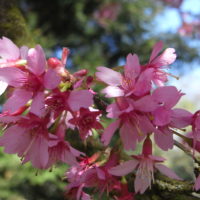 Cerisier à fleurs du Japon ‘OKAME’