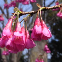 Cerisier de Taïwan, Cerisier de Formose