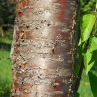 Cerisier de Mandchourie, Abricotier de Mandchourie