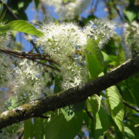 Cerisier du Japon, Cerisier à fleurs d’Edo, Sakura