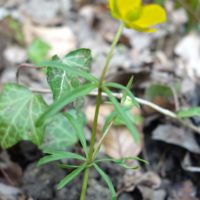Renoncule tête d’or
