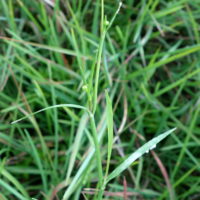 Renoncule petite flamme, Renoncule petite douve, Renoncule flammette