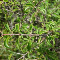 Nerprun des rochers, Nerprun de Villars, Nerprun des teinturiers