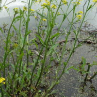 Cresson amphibie, Rorippe amphibie, Cresson de cheval