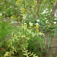 Cresson des marais, Rorippe des marais