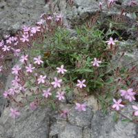 Saponaire de Montpellier, Saponaire faux-basilic, Saponaire rose