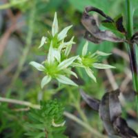 Orpin à pétales droits, Sédum à pétales droits
