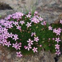 Silène acaule, Silène sans pédoncules