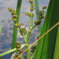 Rubaniers et  Sparganiaie