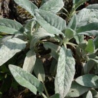 Épiaire d’Allemagne, Épiaire blanc, Sauge molle