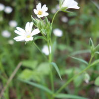 Stellaire holostée,Langue d’oiseau