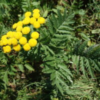 Tanaisie commune, Herbe-aux-vers, Sent-bon