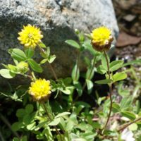 Trèfle brun, Trèfle bai, Trèfle d’or des montagnes
