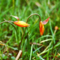 Tulipe du midi, Tulipe des Alpes, Tulipe de Celse