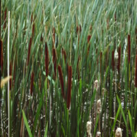 Massette à larges feuilles, Quenouille, Roseau de la passion, « Laîche à panouille »