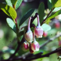 Myrtille, Airelle myrtille, Maurette, Raisin des bois, Brimbrelle