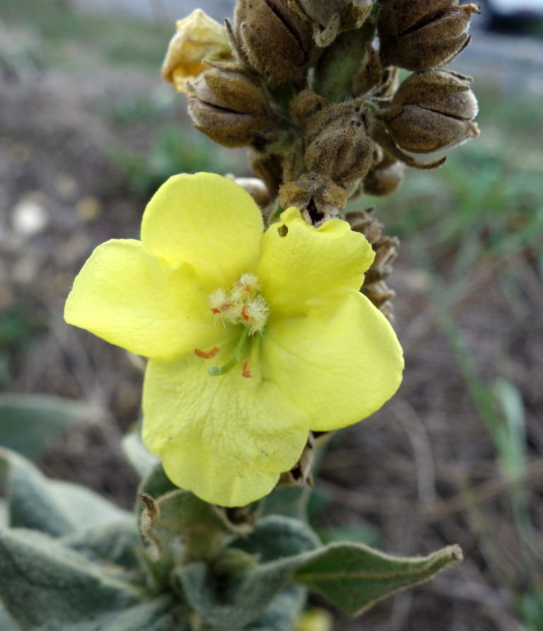 Molène thapsus, Bouillon blanc, Cierge de Notre Dame, Petit bouillon blanc Ma Botanique