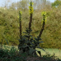 Molène thapsus, Bouillon blanc, Cierge de Notre Dame, Petit bouillon blanc