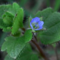 Véronique à feuilles de lierre