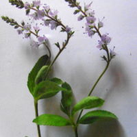 Véronique officinale