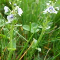Véronique à feuille de serpollet