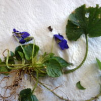 Violette odorante, Violette de mars, Violette de carême, Violette de Parme