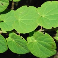 Cercidophylle du Japon, Arbre au caramel, Katsura